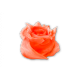Имбирь
